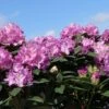Rhododendron 'Catawbiense Boursault'