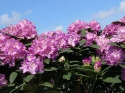 Rhododendron 'Catawbiense Boursault'