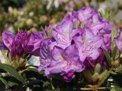 Rhododendron 'Catawbiense Boursault' -Günstiges Erd Seele Geschäft rhododendron catawbiense boursault m003670 w 1