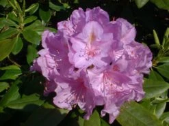 Rhododendron 'Catawbiense Boursault' -Günstiges Erd Seele Geschäft rhododendron catawbiense boursault m003670 w 2
