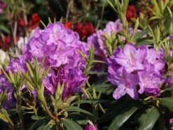 Rhododendron 'Catawbiense Boursault' -Günstiges Erd Seele Geschäft rhododendron catawbiense boursault m003670 w 3