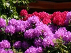 Rhododendron 'Catawbiense Grandiflorum' -Günstiges Erd Seele Geschäft rhododendron catawbiense grandiflorum m002320 w 0