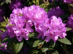 Rhododendron 'Catawbiense Grandiflorum' -Günstiges Erd Seele Geschäft rhododendron catawbiense grandiflorum m002320 w 1