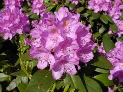 Rhododendron 'Catawbiense Grandiflorum' -Günstiges Erd Seele Geschäft rhododendron catawbiense grandiflorum m002320 w 2
