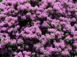 Rhododendron 'Catawbiense Grandiflorum' -Günstiges Erd Seele Geschäft rhododendron catawbiense grandiflorum m002320 w 5