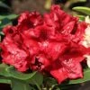 Rhododendron 'Cherry Kiss' ®