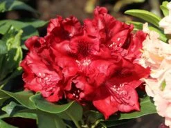 Rhododendron 'Cherry Kiss' ®