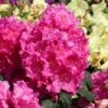 Rhododendron 'Claudine' -Günstiges Erd Seele Geschäft rhododendron claudine m003326 h 0