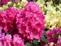 Rhododendron 'Claudine'