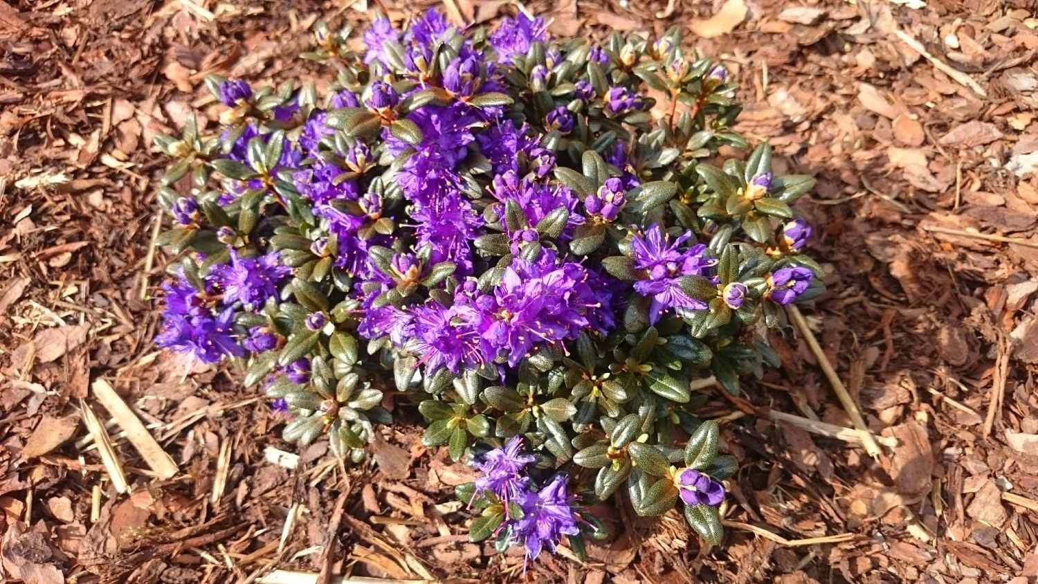 Rhododendron 'Compactum' 7 Rhododendron 'Compactum' – Bild 5