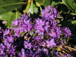 Rhododendron 'Compactum' 10 Rhododendron 'Compactum' -Günstiges Erd Seele Geschäft rhododendron compactum m003050 w 1