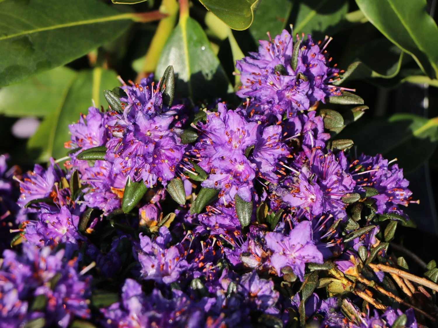 Rhododendron 'Compactum' 6 Rhododendron 'Compactum' – Bild 4