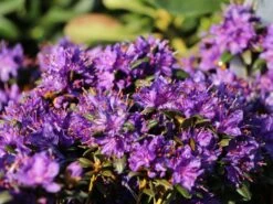 Rhododendron 'Compactum' 9 Rhododendron 'Compactum' -Günstiges Erd Seele Geschäft rhododendron compactum m003050 w 2