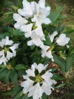 Rhododendron 'Cunningham's White' -Günstiges Erd Seele Geschäft rhododendron cunninghams white m002324 500570 0
