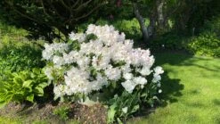 Rhododendron 'Cunningham's White' -Günstiges Erd Seele Geschäft rhododendron cunninghams white m002324 947984 0