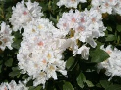 Rhododendron 'Cunningham's White'