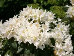 Rhododendron 'Cunningham's White' -Günstiges Erd Seele Geschäft rhododendron cunninghams white m002324 w 1