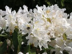 Rhododendron 'Cunningham's White' -Günstiges Erd Seele Geschäft rhododendron cunninghams white m002324 w 10