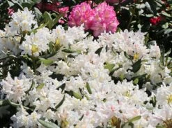 Rhododendron 'Cunningham's White' -Günstiges Erd Seele Geschäft rhododendron cunninghams white m002324 w 3