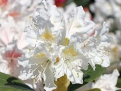 Rhododendron 'Cunningham's White' -Günstiges Erd Seele Geschäft rhododendron cunninghams white m002324 w 4