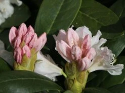 Rhododendron 'Cunningham's White' -Günstiges Erd Seele Geschäft rhododendron cunninghams white m002324 w 6