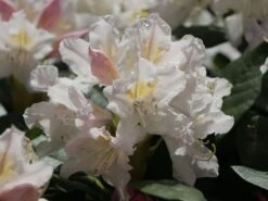 Rhododendron 'Cunningham's White' -Günstiges Erd Seele Geschäft rhododendron cunninghams white m002324 w 7