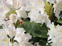 Rhododendron 'Cunningham's White' -Günstiges Erd Seele Geschäft rhododendron cunninghams white m002324 w 8