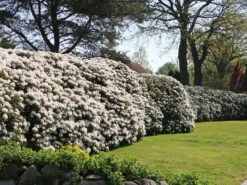 Rhododendron 'Cunningham's White' -Günstiges Erd Seele Geschäft rhododendron cunninghams white m002324 w 9