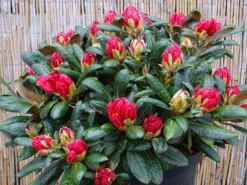 Rhododendron 'Debbie Dane' -Günstiges Erd Seele Geschäft rhododendron debbie dane m096555 w 1