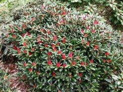 Rhododendron 'Debbie Dane' -Günstiges Erd Seele Geschäft rhododendron debbie dane m096555 w 2