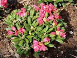 Rhododendron 'Debbie Dane' -Günstiges Erd Seele Geschäft rhododendron debbie dane m096555 w 3