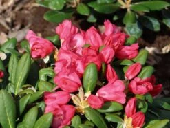 Rhododendron 'Debbie Dane' -Günstiges Erd Seele Geschäft rhododendron debbie dane m096555 w 4