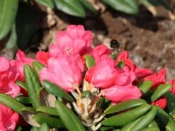 Rhododendron 'Debbie Dane' -Günstiges Erd Seele Geschäft rhododendron debbie dane m096555 w 5