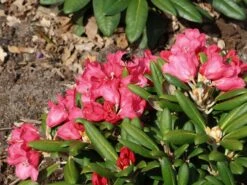 Rhododendron 'Debbie Dane' -Günstiges Erd Seele Geschäft rhododendron debbie dane m096555 w 6