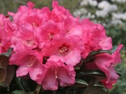Rhododendron 'Debbie Dane' -Günstiges Erd Seele Geschäft rhododendron debbie dane m096555 w 7