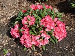 Rhododendron 'Debbie Dane' -Günstiges Erd Seele Geschäft rhododendron debbie dane m096555 w 8