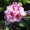 Rhododendron 'Diadem'