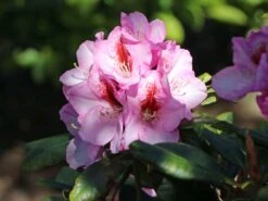 Rhododendron 'Diadem'