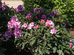Rhododendron 'Diadem' 16 Rhododendron 'Diadem' -Günstiges Erd Seele Geschäft rhododendron diadem m003292 w 0