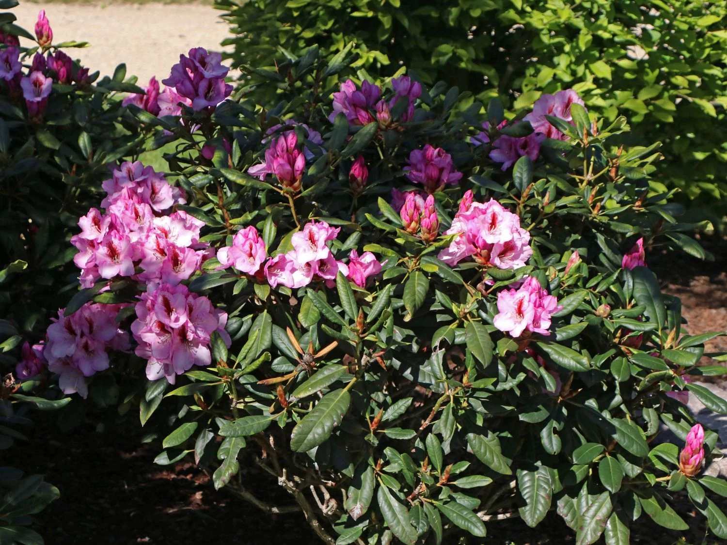 Rhododendron 'Diadem' 7 Rhododendron 'Diadem' – Bild 5