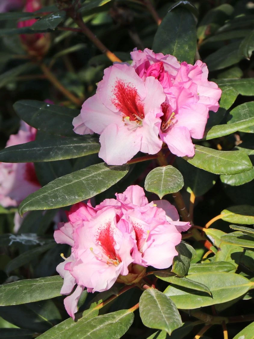 Rhododendron 'Diadem' 9 Rhododendron 'Diadem' – Bild 7