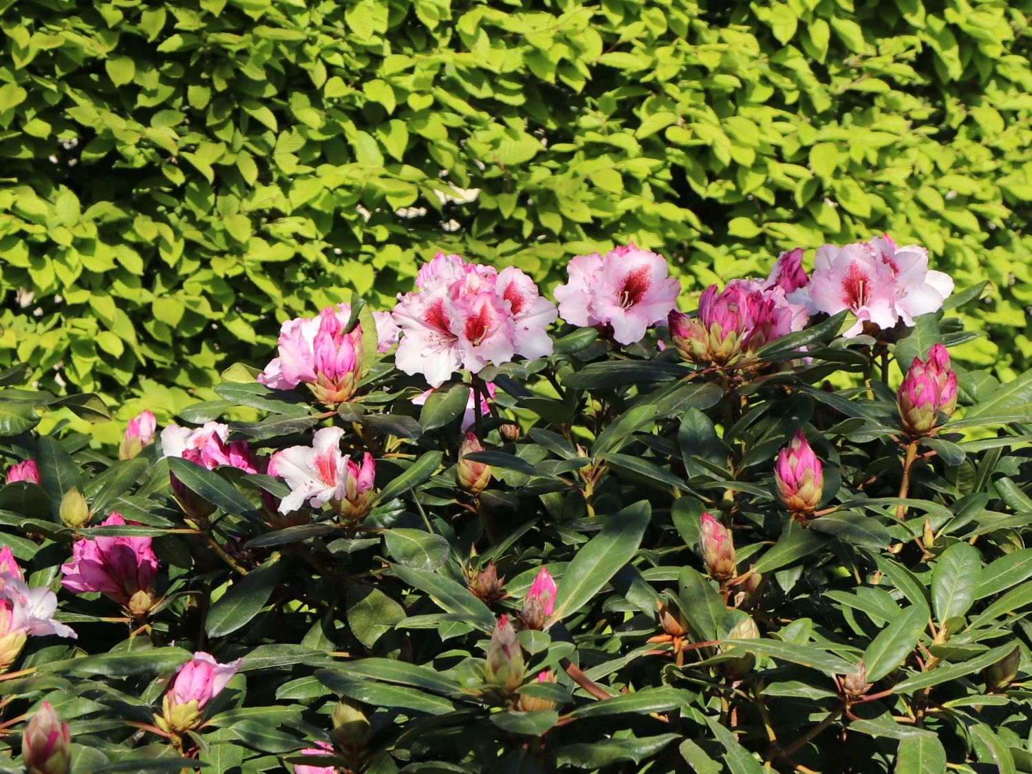 Rhododendron 'Diadem' 4 Rhododendron 'Diadem' – Bild 2