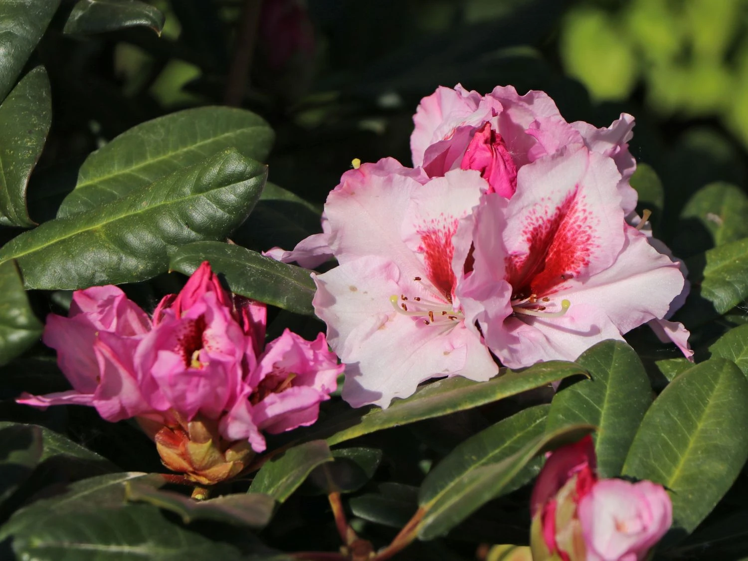 Rhododendron 'Diadem' 8 Rhododendron 'Diadem' – Bild 6