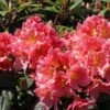 Rhododendron 'Dolcemente' -Günstiges Erd Seele Geschäft rhododendron dolcemente m003682 h 0