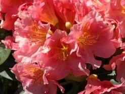 Rhododendron 'Dolcemente' -Günstiges Erd Seele Geschäft rhododendron dolcemente m003682 w 0