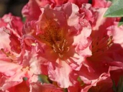 Rhododendron 'Dolcemente' -Günstiges Erd Seele Geschäft rhododendron dolcemente m003682 w 1