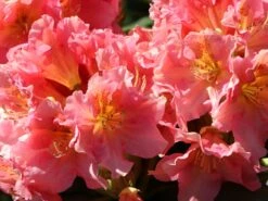 Rhododendron 'Dolcemente' -Günstiges Erd Seele Geschäft rhododendron dolcemente m003682 w 2