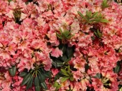 Rhododendron 'Dolcemente' -Günstiges Erd Seele Geschäft rhododendron dolcemente m003682 w 3