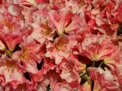 Rhododendron 'Dolcemente' -Günstiges Erd Seele Geschäft rhododendron dolcemente m003682 w 4