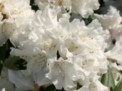 Rhododendron 'Dora Amateis' -Günstiges Erd Seele Geschäft rhododendron dora amateis m002396 w 0